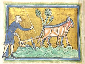 Labeur des boeufs dans les champs
